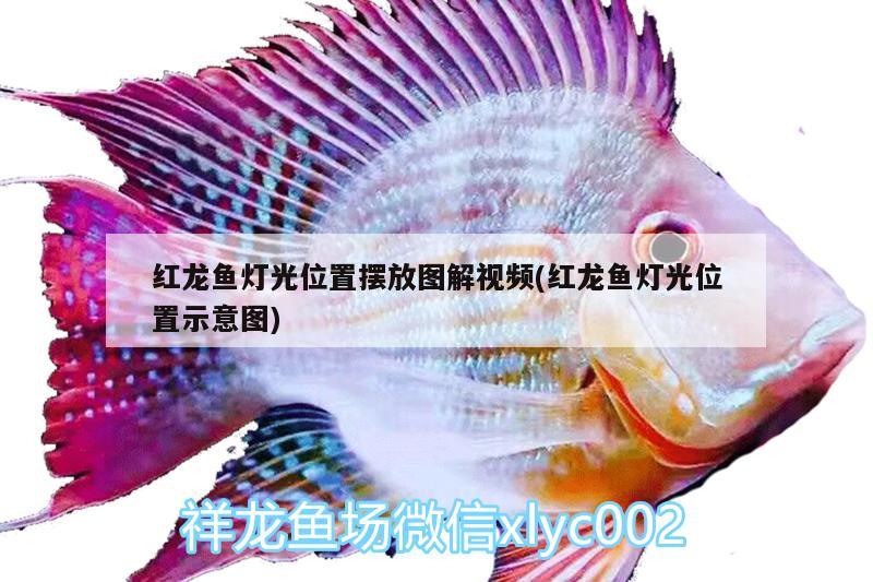 紅龍魚燈光位置擺放圖解視頻(紅龍魚燈光位置示意圖) 狗仔（招財(cái)貓)魚苗