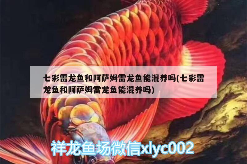 七彩雷龍魚和阿薩姆雷龍魚能混養(yǎng)嗎(七彩雷龍魚和阿薩姆雷龍魚能混養(yǎng)嗎) 觀賞蝦蟹等飼料