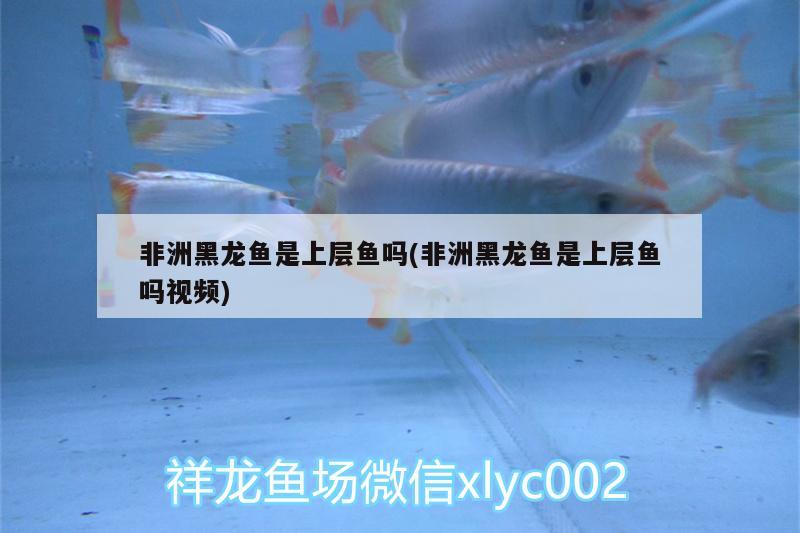 非洲黑龍魚是上層魚嗎(非洲黑龍魚是上層魚嗎視頻) 龍魚百科