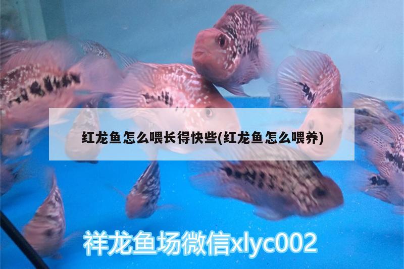 紅龍魚怎么喂長得快些(紅龍魚怎么喂養(yǎng)) 南美異型魚