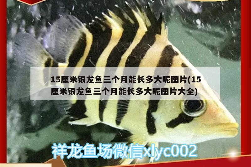 15厘米銀龍魚三個月能長多大呢圖片(15厘米銀龍魚三個月能長多大呢圖片大全) 銀龍魚百科