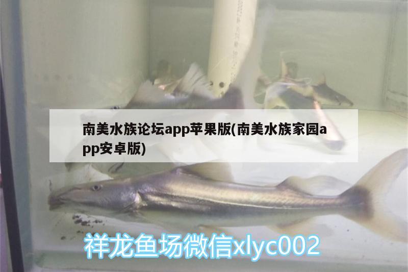 南美水族論壇app蘋果版(南美水族家園app安卓版) 帝王血鉆