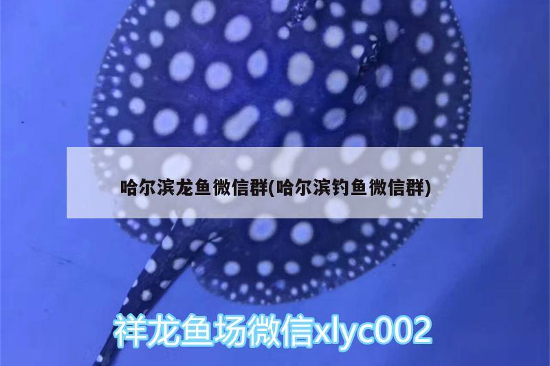 哈爾濱龍魚(yú)微信群(哈爾濱釣魚(yú)微信群)