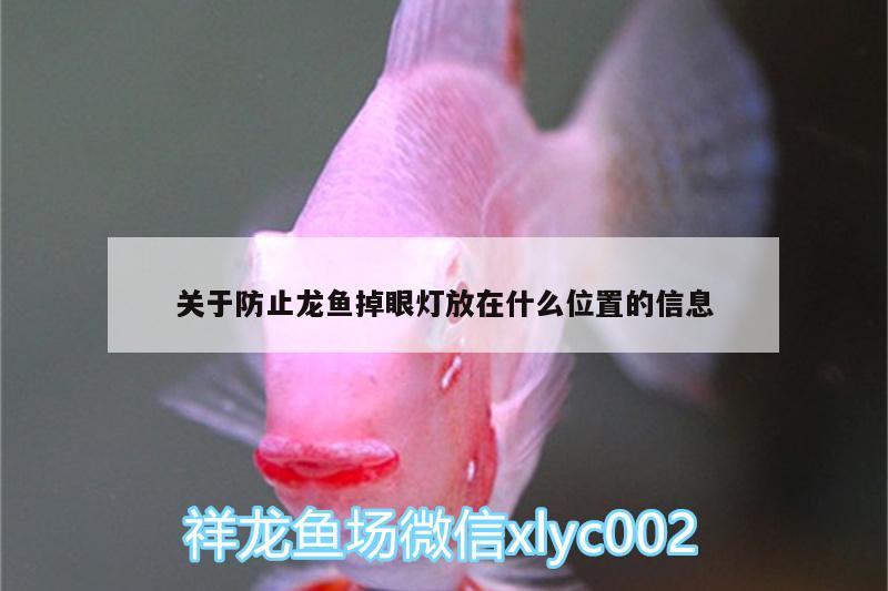 關(guān)于防止龍魚(yú)掉眼燈放在什么位置的信息 印尼三紋虎