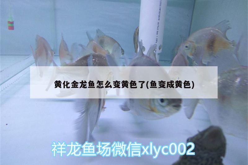 黃化金龍魚怎么變黃色了(魚變成黃色) 帝王血鉆