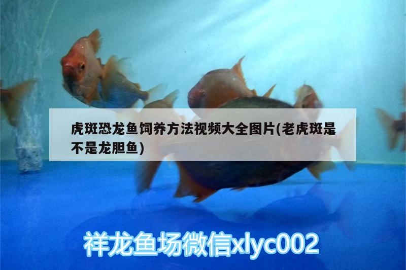 虎斑恐龍魚飼養(yǎng)方法視頻大全圖片(老虎斑是不是龍膽魚)