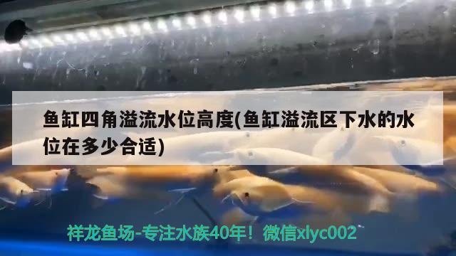 魚(yú)缸四角溢流水位高度(魚(yú)缸溢流區(qū)下水的水位在多少合適)