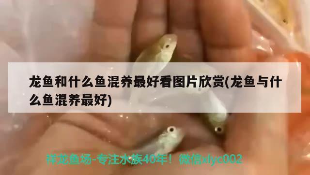 龍魚和什么魚混養(yǎng)最好看圖片欣賞(龍魚與什么魚混養(yǎng)最好) 黃金招財(cái)貓魚