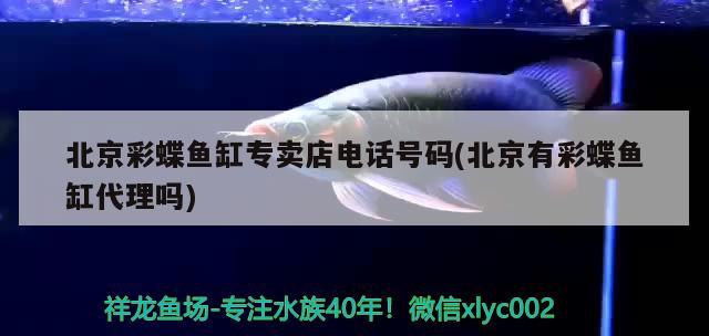 北京彩蝶魚缸專賣店電話號碼(北京有彩蝶魚缸代理嗎) 元寶鳳凰魚