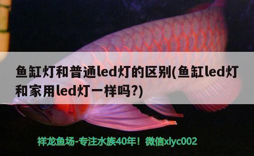 魚缸燈和普通led燈的區(qū)別(魚缸led燈和家用led燈一樣嗎?) 黃吉金龍（白子金龍魚）