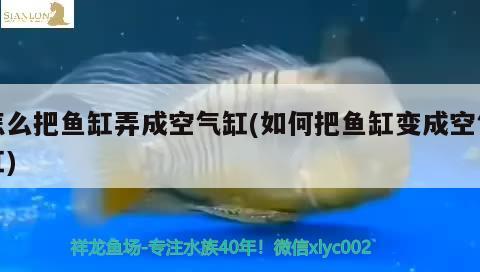 怎么把魚缸弄成空氣缸(如何把魚缸變成空氣缸) 大湖紅龍魚