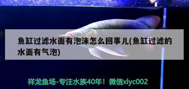 魚缸過(guò)濾水面有泡沫怎么回事兒(魚缸過(guò)濾的水面有氣泡) 金頭過(guò)背金龍魚