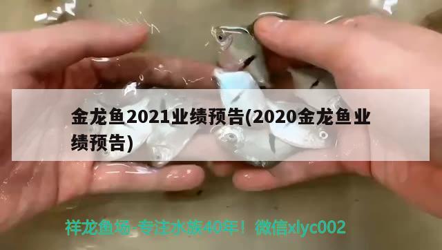 金龍魚2021業(yè)績預告(2020金龍魚業(yè)績預告) 斑馬鴨嘴魚苗