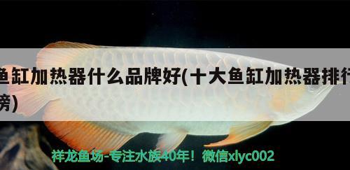 魚缸加熱器什么品牌好(十大魚缸加熱器排行榜)