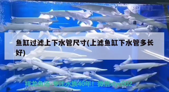 魚缸過濾上下水管尺寸(上濾魚缸下水管多長好) 三間鼠魚苗