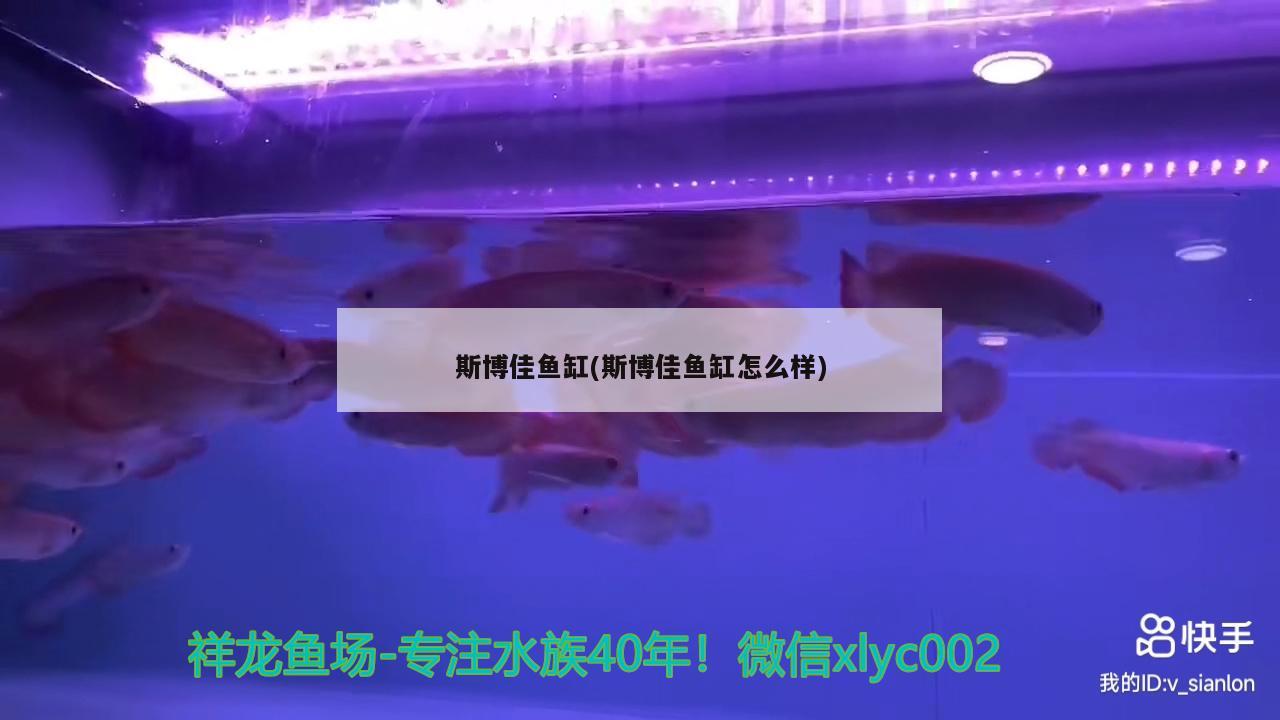 斯博佳魚缸(斯博佳魚缸怎么樣) 水族雜談