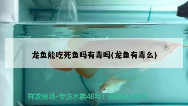 龍魚能吃死魚嗎有毒嗎(龍魚有毒么) 暹羅巨鯉