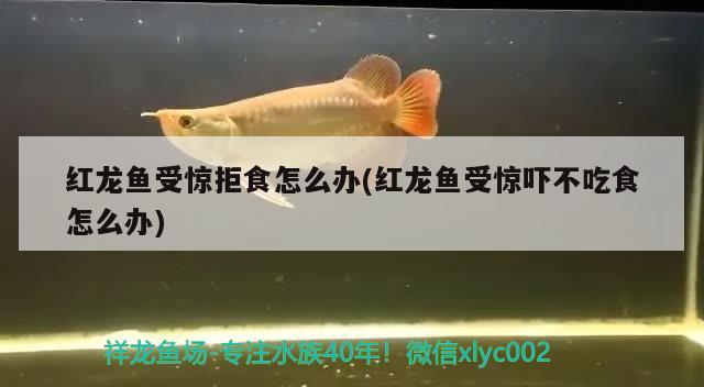 紅龍魚(yú)受驚拒食怎么辦(紅龍魚(yú)受驚嚇不吃食怎么辦)