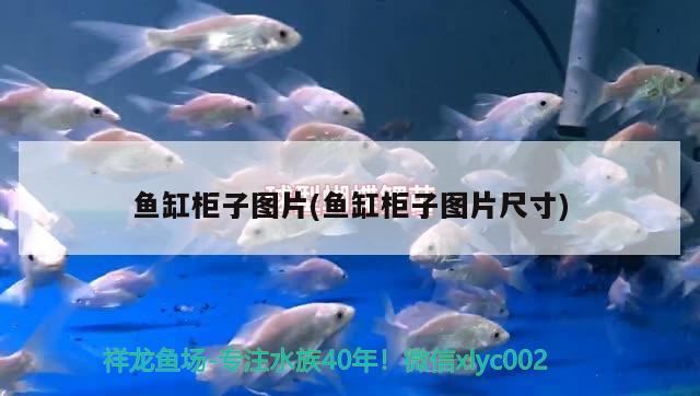 魚(yú)缸柜子圖片(魚(yú)缸柜子圖片尺寸) 飛鳳魚(yú)