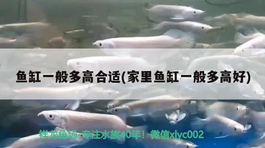 魚缸一般多高合適(家里魚缸一般多高好) 星點(diǎn)金龍魚