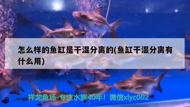 怎么樣的魚缸是干濕分離的(魚缸干濕分離有什么用)