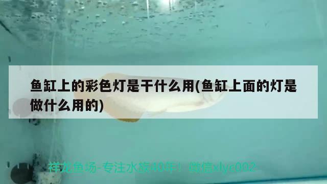 魚(yú)缸上的彩色燈是干什么用(魚(yú)缸上面的燈是做什么用的)