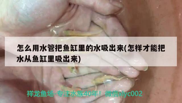 怎么用水管把魚缸里的水吸出來(lái)(怎樣才能把水從魚缸里吸出來(lái))