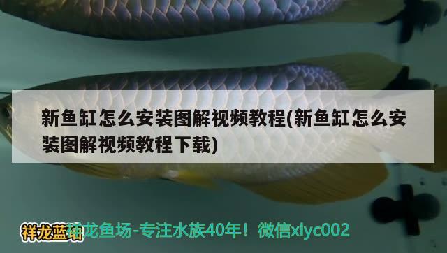 新魚缸怎么安裝圖解視頻教程(新魚缸怎么安裝圖解視頻教程下載) 三間鼠魚苗