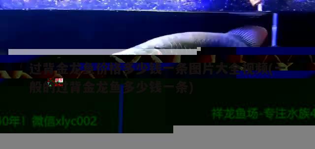 元?dú)怛T士魚(yú)缸圖紙有什么用(元?dú)怛T士魚(yú)缸設(shè)計(jì)圖紙?jiān)趺吹?