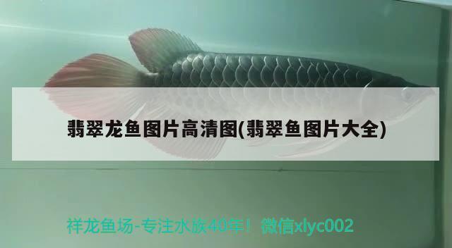 翡翠龍魚(yú)圖片高清圖(翡翠魚(yú)圖片大全) 赤荔鳳冠魚(yú)