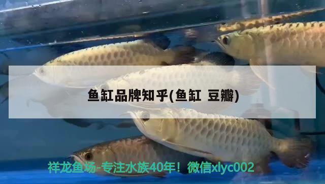 魚缸品牌知乎(魚缸豆瓣) 財神鸚鵡魚