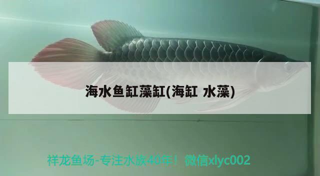 海水魚(yú)缸藻缸(海缸水藻)