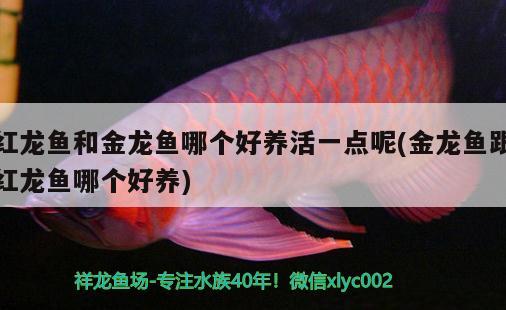 紅龍魚和金龍魚哪個好養(yǎng)活一點呢(金龍魚跟紅龍魚哪個好養(yǎng))