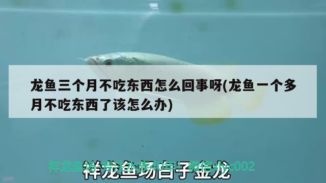 龍魚三個月不吃東西怎么回事呀(龍魚一個多月不吃東西了該怎么辦) 帝王三間魚