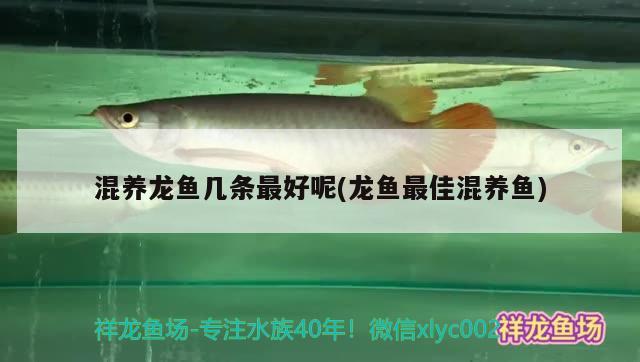 混養(yǎng)龍魚幾條最好呢(龍魚最佳混養(yǎng)魚) 虎斑恐龍魚