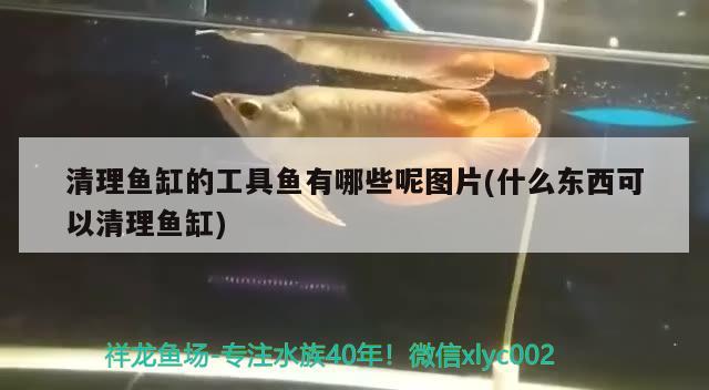 清理魚缸的工具魚有哪些呢圖片(什么東西可以清理魚缸) 純血皇冠黑白魟魚