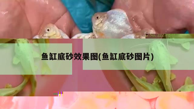 家用魚缸圖片大全觀賞圖(觀賞魚魚缸圖片) 印尼四紋虎