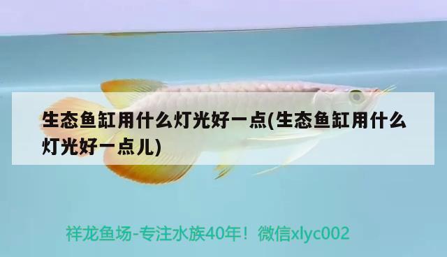 生態(tài)魚缸用什么燈光好一點(diǎn)(生態(tài)魚缸用什么燈光好一點(diǎn)兒) 紅龍專用魚糧飼料