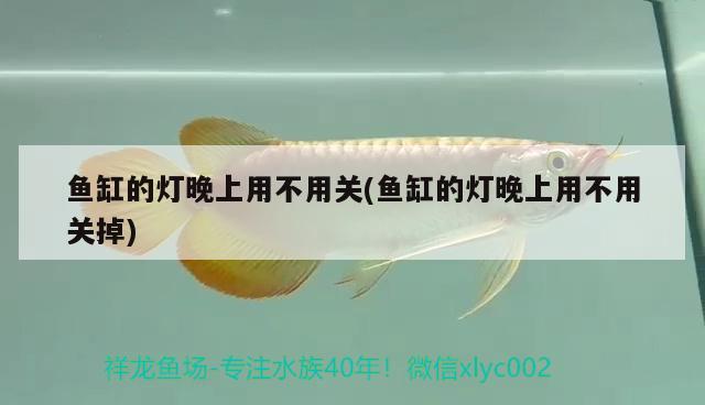 魚缸的燈晚上用不用關(guān)(魚缸的燈晚上用不用關(guān)掉) 祥龍進(jìn)口元寶鳳凰魚