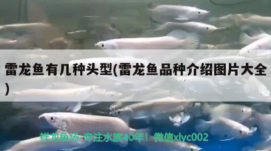 雷龍魚有幾種頭型(雷龍魚品種介紹圖片大全) 杰西卡恐龍魚