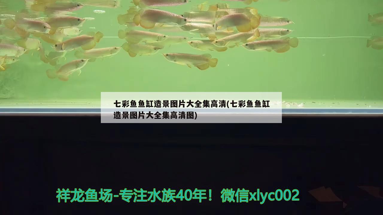 七彩魚魚缸造景圖片大全集高清(七彩魚魚缸造景圖片大全集高清圖)