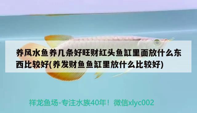 養(yǎng)風(fēng)水魚養(yǎng)幾條好旺財(cái)紅頭魚缸里面放什么東西比較好(養(yǎng)發(fā)財(cái)魚魚缸里放什么比較好) 魚缸風(fēng)水