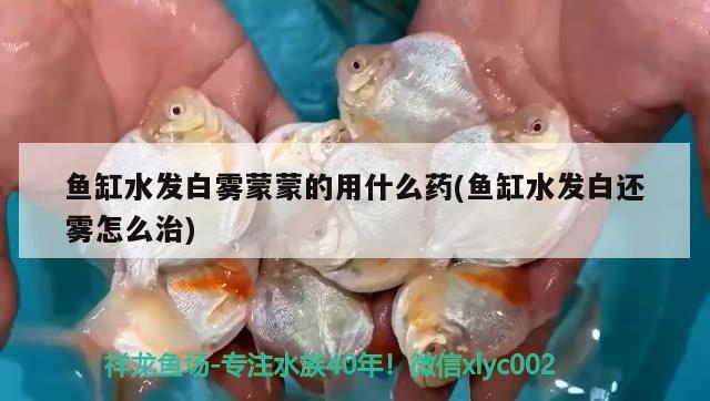 魚缸水發(fā)白霧蒙蒙的用什么藥(魚缸水發(fā)白還霧怎么治) 圣菲埃及魚