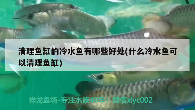 清理魚缸的冷水魚有哪些好處(什么冷水魚可以清理魚缸) 潛水泵