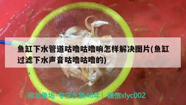 魚缸下水管道咕嚕咕嚕響怎樣解決圖片(魚缸過濾下水聲音咕嚕咕嚕的) 金頭過背金龍魚