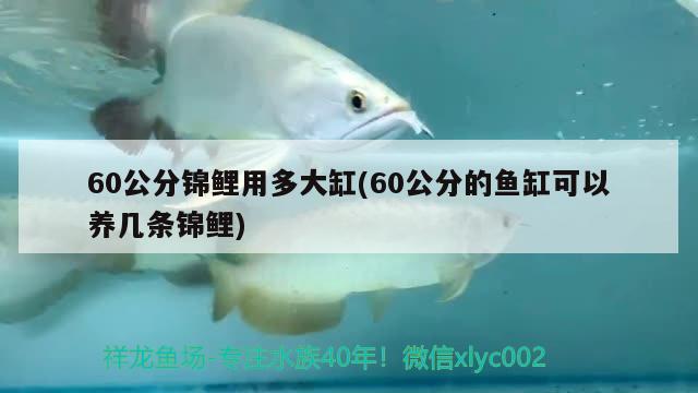 60公分錦鯉用多大缸 觀賞魚批發(fā)