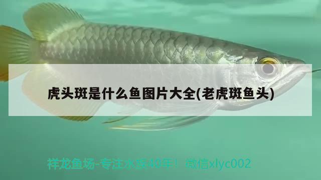 虎頭斑是什么魚圖片大全(老虎斑魚頭) 虎魚百科 第3張