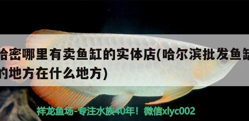 哈密哪里有賣魚缸的實(shí)體店(哈爾濱批發(fā)魚缸的地方在什么地方) 全國水族館企業(yè)名錄