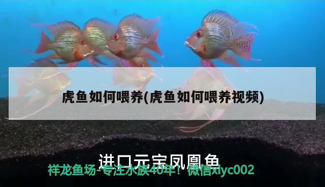 虎魚如何喂養(yǎng)(虎魚如何喂養(yǎng)視頻) 虎魚百科 第3張