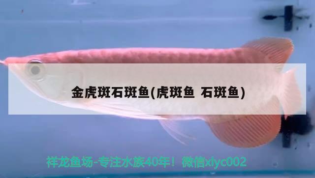 金虎斑石斑魚(虎斑魚 石斑魚) 虎魚百科